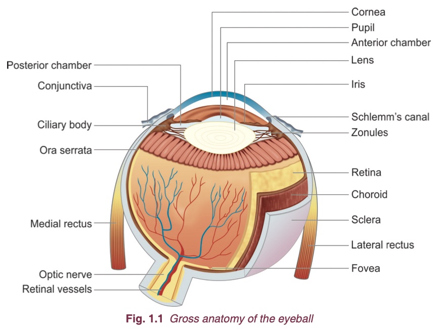 Fig. 1.1 Gross anatomy of eyeball